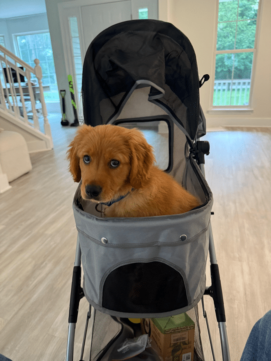 Mini Golden Retriever Puppy - Huey Magoo
