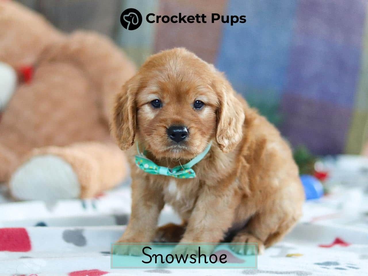 Male Mini Golden Retriever Pup - Snowshoe