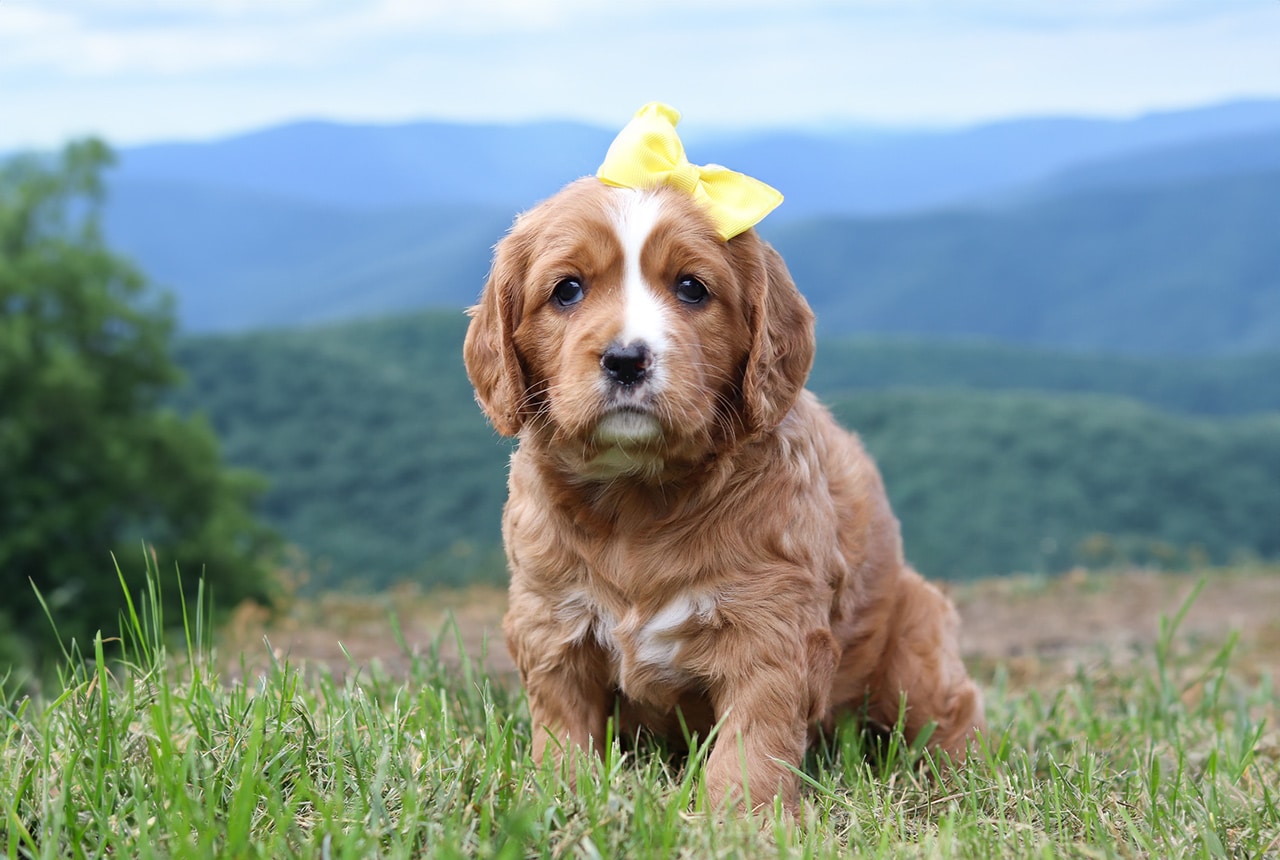 Best Things About Mini Golden Retrievers