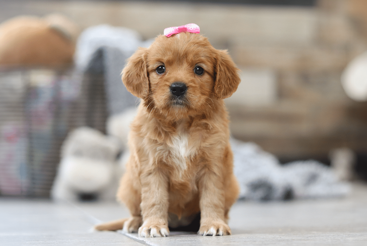 Introducing a Mini Golden Retriever to Your Family: A Guide, image size:1280x860