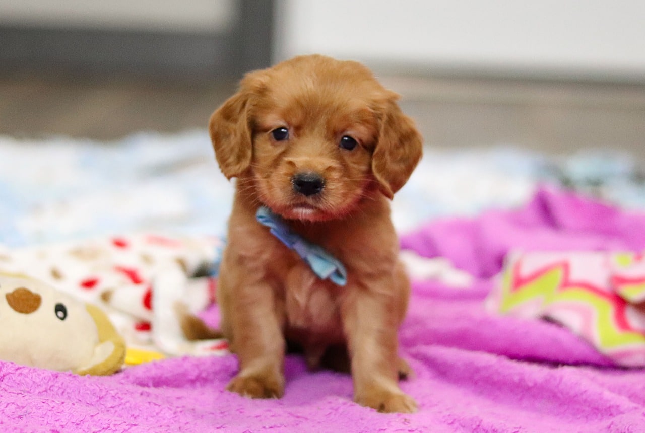 Mini Golden Retriever Dog Lifespan