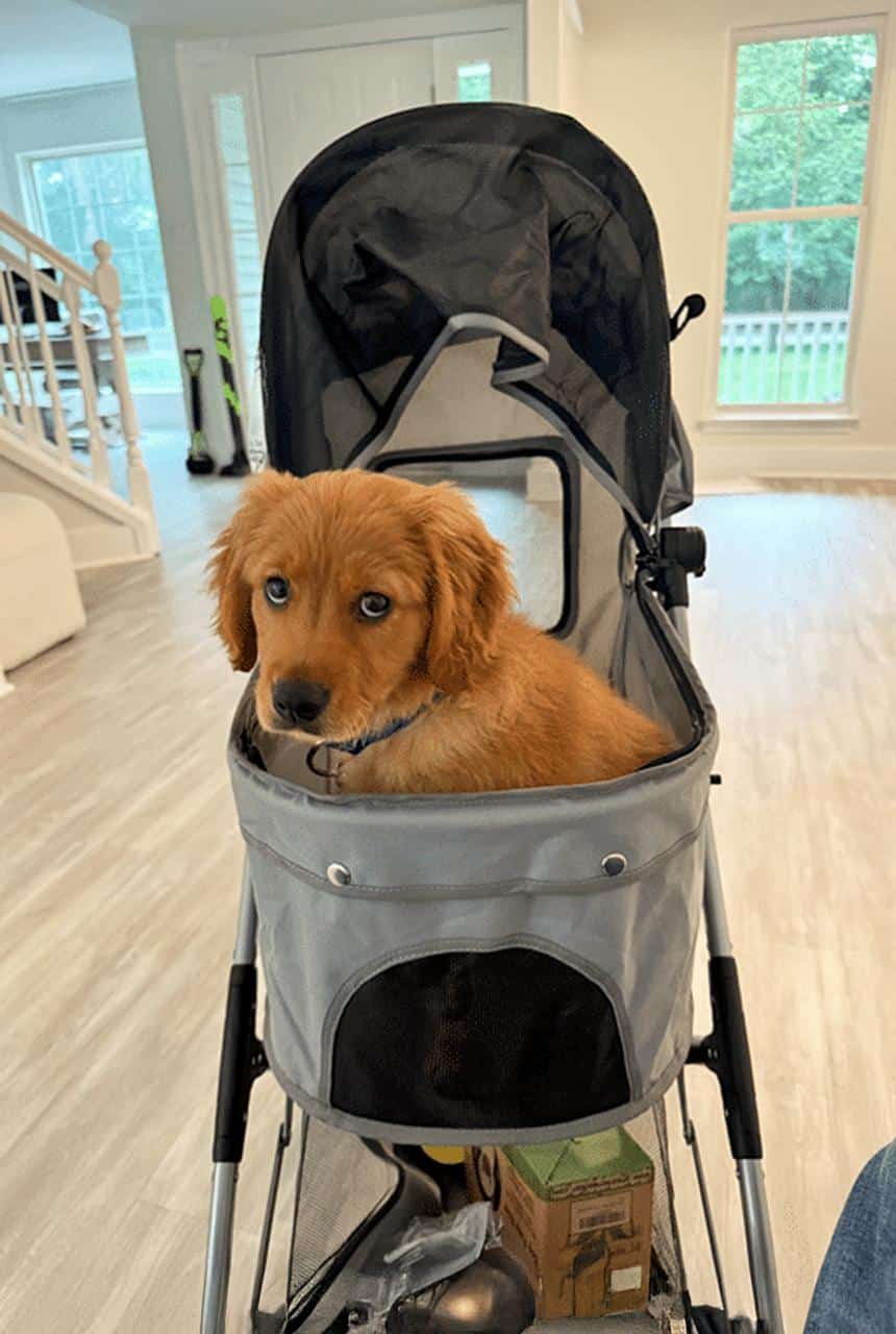 Adopted Mini Golden from a Reputable Breeder