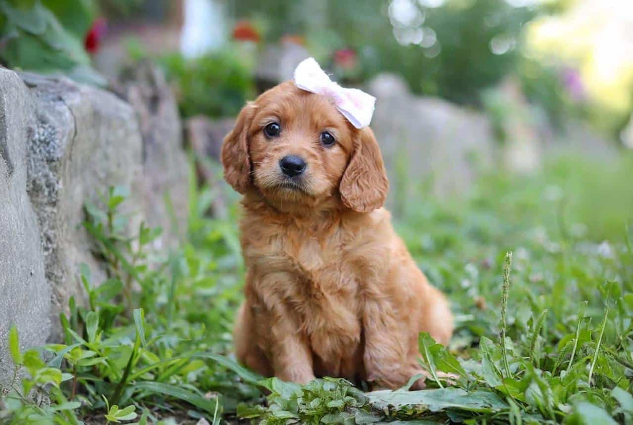 Mini Golden Retiever Photo