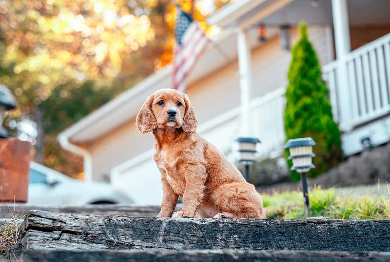 A Premium Mini Golden dog