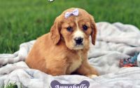 Female Mini Golden Retriever Pup - Annabelle