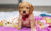 Male Mini Golden Retriever Pup - Eggnog