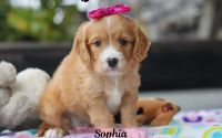 Female Mini Golden Retriever Pup - Sophia