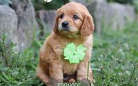 Male Mini Golden Retriever Pup - Spencer