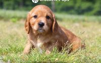Female Mini Golden Retriever Pup - Cherry