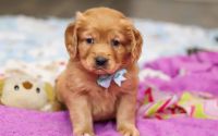 Male Mini Golden Retriever Pup - Holiday