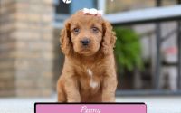 Female Mini Golden Retriever Pup - Penny
