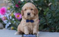 Male Mini Golden Retriever Pup - Waffles