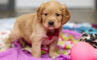 Male Mini Golden Retriever Pup - Eggnog