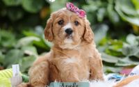 Female Mini Golden Retriever Pup - Apple