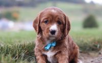 Male Mini Golden Retriever Pup - Buddy