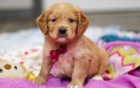 Male Mini Golden Retriever Pup - Eggnog
