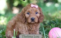 Female Mini Golden Retriever Pup - Thelma Lou