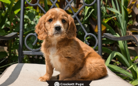 Male Mini Golden Retriever Pup - Bear