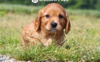 Female Mini Golden Retriever Pup - Cherry