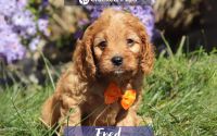 Male Mini Golden Retriever Pup - Fred