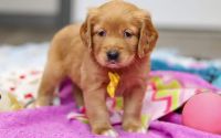 Male Mini Golden Retriever Pup - Glacier