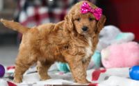 Female Mini Golden Retriever Pup - Magenta