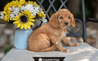 Female Mini Golden Retriever Pup - Willow