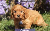 Male Mini Golden Retriever Pup - Gilbert