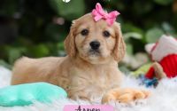 Female Mini Golden Retriever Pup - Aspen