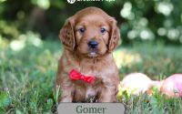 Male Mini Golden Retriever Pup - Gomer