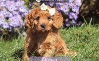 Female Mini Golden Retriever Pup - Diana