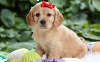 Female Mini Golden Retriever Pup - Maple
