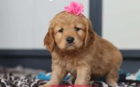 Female Mini Golden Retriever Pup - Lily