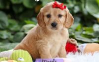 Female Mini Golden Retriever Pup - Maple