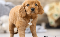 Male Mini Golden Retriever Pup - Charlie