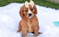 Female Mini Golden Retriever Pup - Sophia