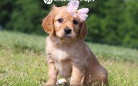 Female Mini Golden Retriever Pup - Freesia