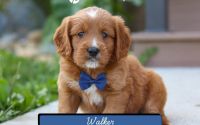 Male Mini Golden Retriever Pup - Walker