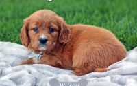 Male Mini Golden Retriever Pup - Wilson