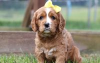 Female Mini Golden Retriever Pup - Daisy