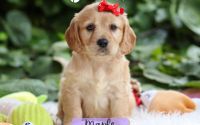 Female Mini Golden Retriever Pup - Maple