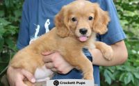 Male Mini Golden Retriever Pup - Max