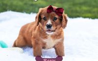 Female Mini Golden Retriever Pup - Roxy