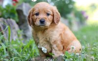 Male Mini Golden Retriever Pup - Ryan