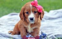 Female Mini Golden Retriever Pup - Susie