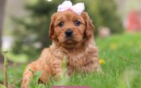Female Mini Golden Retriever Pup - Suzanna
