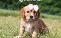 Female Mini Golden Retriever Pup - Blossom