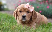 Female Mini Golden Retriever Pup - Luna