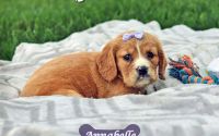 Female Mini Golden Retriever Pup - Annabelle