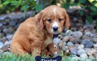 Male Mini Golden Retriever Pup - Dexter